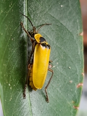 Chauliognathus flavipes