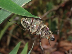 Sphaenognathus giganteus