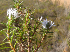Merciera brevifolia