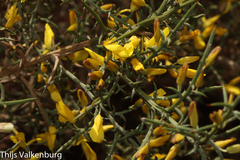 Ulex argenteus subsericeus