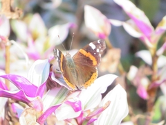 Vanessa atalanta atalanta