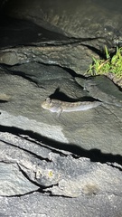 Periophthalmodon septemradiatus