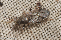 Heterogaster urticae