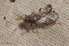 Heterogaster urticae