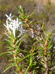 Merciera brevifolia
