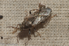 Heterogaster urticae