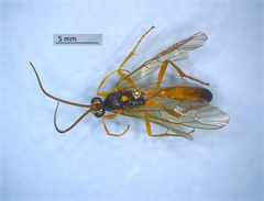 Neamblymorpha milva