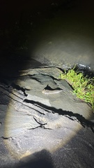 Periophthalmodon septemradiatus