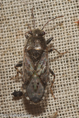 Heterogaster urticae