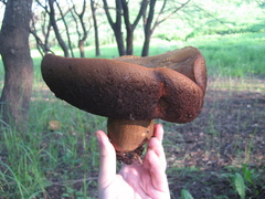 Suillellus luridus