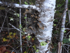 Lobaria anomala