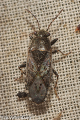 Heterogaster urticae