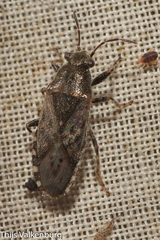 Heterogaster urticae