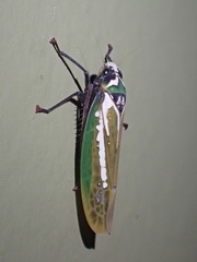 Paromenia quimbayensis