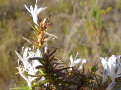 Merciera brevifolia
