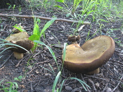 Suillellus luridus