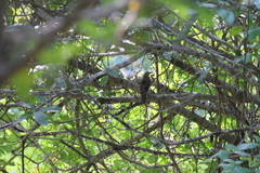 Zoothera aurea