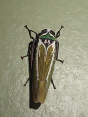 Paromenia quimbayensis