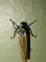 Paromenia quimbayensis