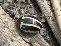 Zygogramma suturalis