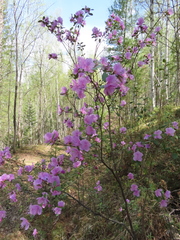 Rhododendron ledebourii