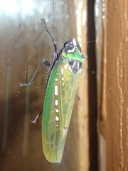 Paromenia quimbayensis