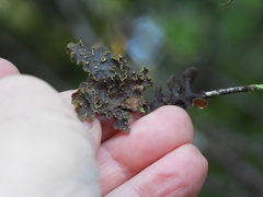Pseudocyphellaria holarctica