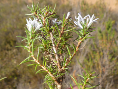 Merciera brevifolia