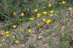 Tulipa