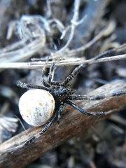 Latrodectus mirabilis