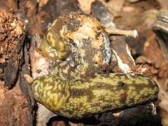 Limacus