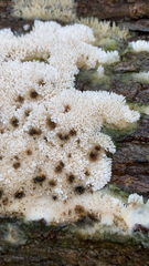 Ceratiomyxa fruticulosa