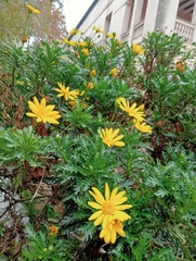 Euryops pectinatus