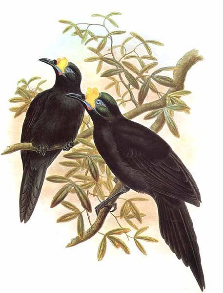 Long-Tailed Paradigalla