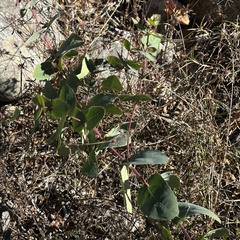 Guardiola platyphylla