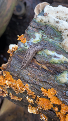 Philomycus carolinianus