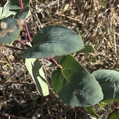 Guardiola platyphylla