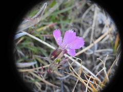 Dianthus pavonius