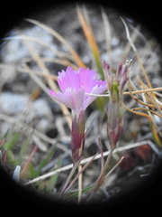 Dianthus pavonius