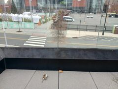 Zonotrichia albicollis