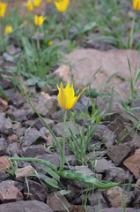 Tulipa