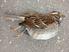 Zonotrichia albicollis