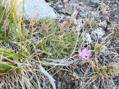 Dianthus pavonius