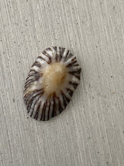 Siphonaria naufragum