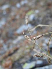 Carex sempervirens
