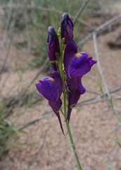 Linaria transiliensis