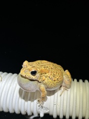 Sclerophrys pusilla