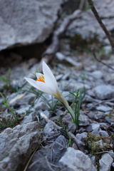 Crocus malyi