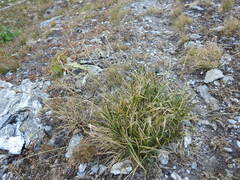 Carex sempervirens