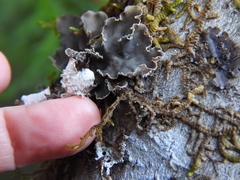Peltigera collina